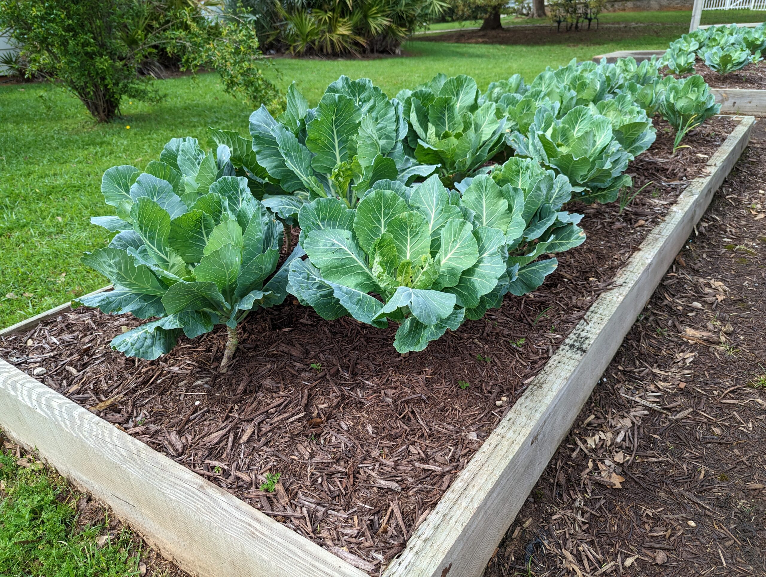 Lettuce Grows in the Community Garden